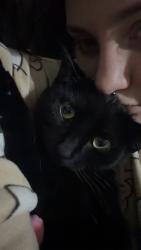 Lost Female Cat last seen St Mary’s church, Fratton, England PO1