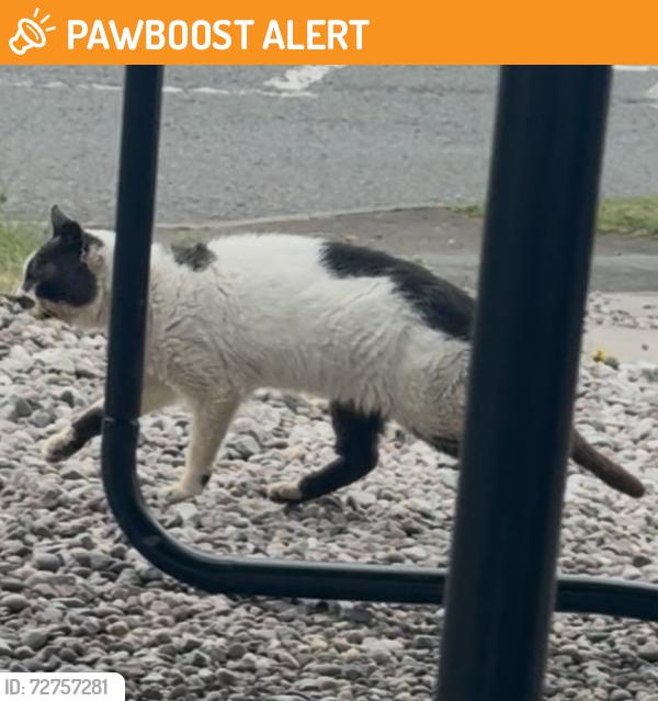 Found/Stray Unknown Cat last seen Sandon road , meir, Stoke-on-Trent, England ST3 7BS