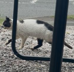 Found/Stray Unknown Cat last seen Sandon road , meir, Stoke-on-Trent, England ST3 7BS