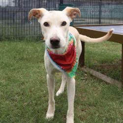 Shelter Stray Male Dog last seen Near BLOCK NOLAN ST, San Antonio, TX 78227