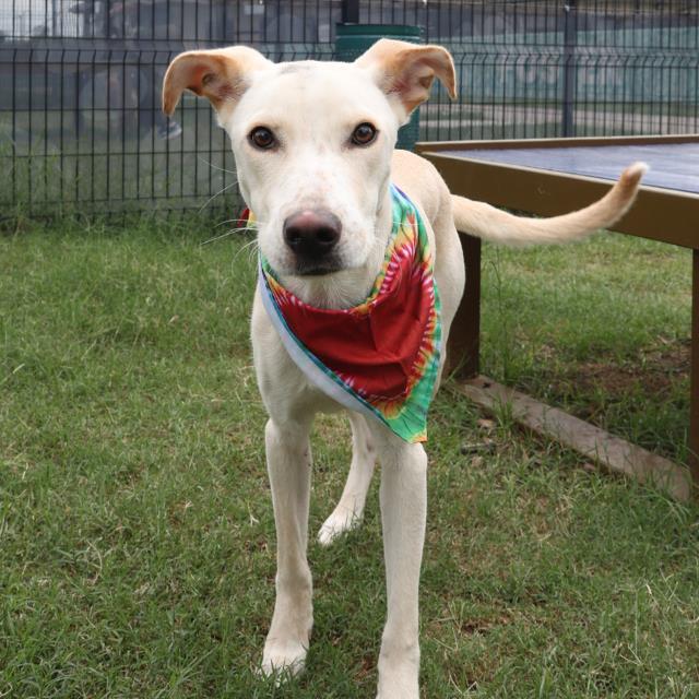 Shelter Stray Male Dog last seen Near BLOCK NOLAN ST, San Antonio, TX 78227