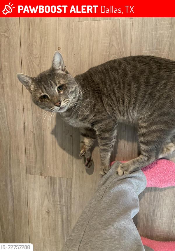 Lost Male Cat last seen Sman & Church , Dallas, TX 75231