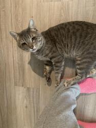 Lost Male Cat last seen Sman & Church , Dallas, TX 75231