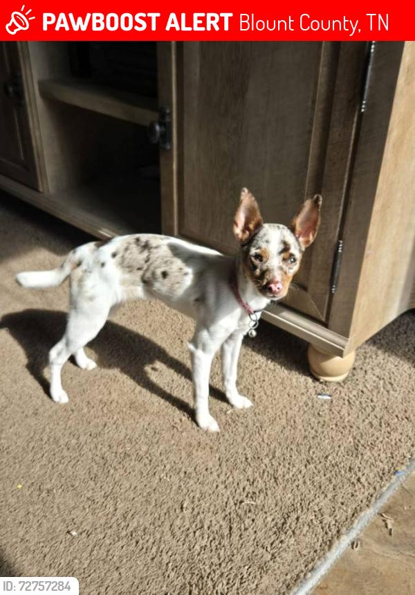 Lost Female Dog last seen Old Clover Hill Road, Blount County, TN 37803