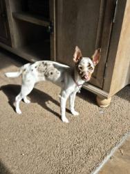 Lost Female Dog last seen Old Clover Hill Road, Blount County, TN 37803