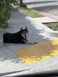 Found/Stray Unknown Dog last seen 107th and Gorman Street, Los Angeles, CA 90002