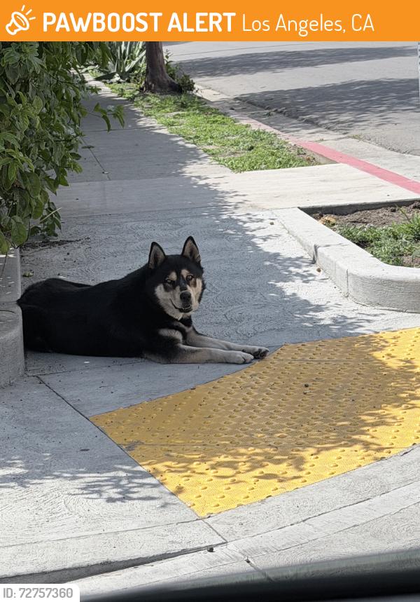 Found/Stray Unknown Dog last seen 107th and Gorman Street, Los Angeles, CA 90002