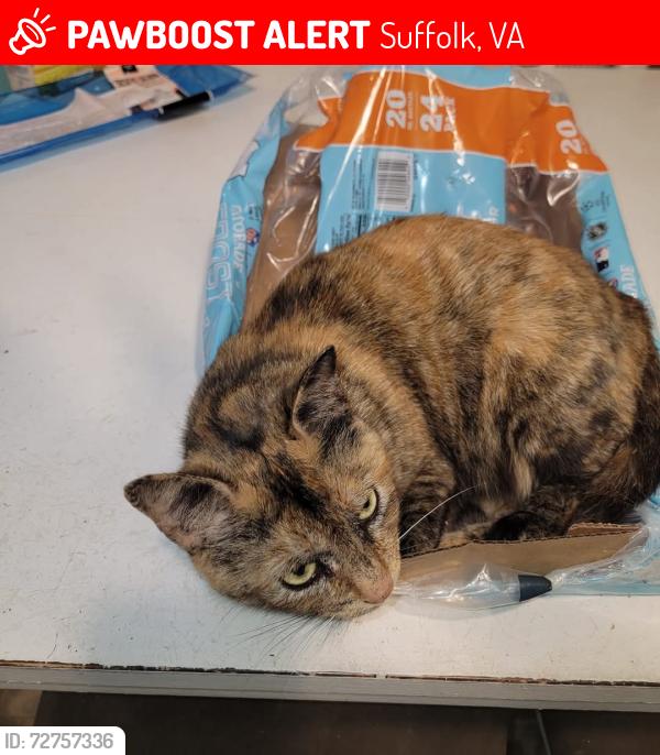 Lost Female Cat last seen Bridge rd, Suffolk, VA 23435