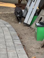 Lost Male Cat last seen Meadowlark Crescent , Nanaimo, BC V9X