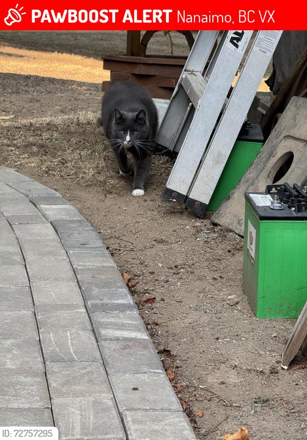 Lost Male Cat last seen Meadowlark Crescent , Nanaimo, BC V9X