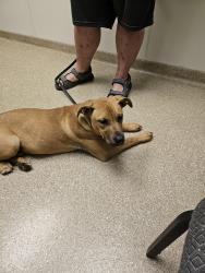 Found/Stray Male Dog last seen Pandora Drive and Barr street near Sunset Village, Crestview, FL 32536
