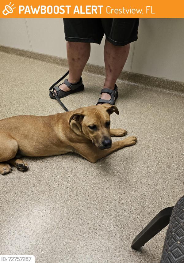 Found/Stray Male Dog last seen Pandora Drive and Barr street near Sunset Village, Crestview, FL 32536