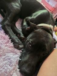 Found/Stray Male Dog last seen Widgeon/Wood Duck Lane, Midland Georgia , Columbus, GA 31820
