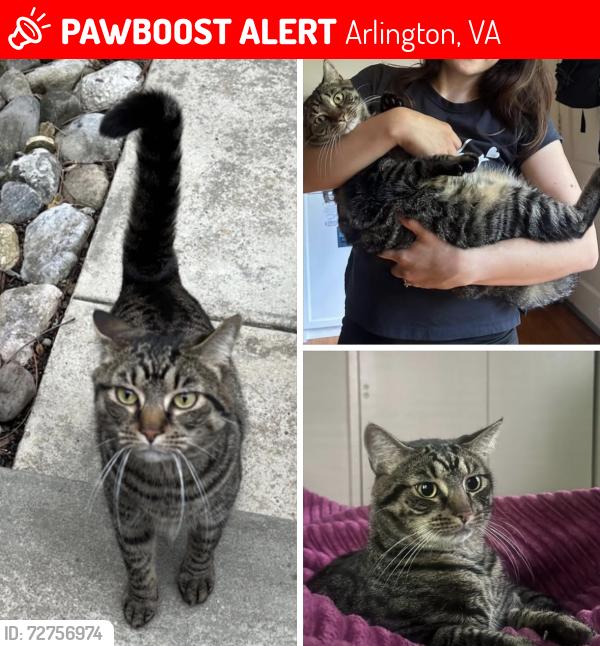 Lost Male Cat last seen N Calvert st, Langston blvd, cutis trail, Arlington, VA 22201