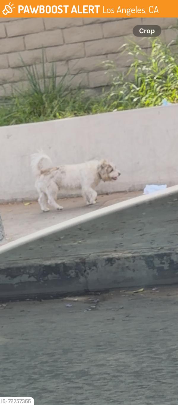 Found/Stray Unknown Dog last seen 103rd and wilmington, Los Angeles, CA 90002