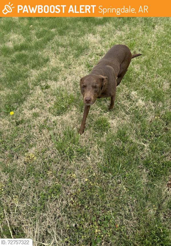 Found/Stray Unknown Dog last seen Seen on Forest St in the subdivision by parson hills elementary , Springdale, AR 72764