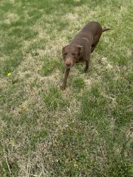 Found/Stray Unknown Dog last seen Seen on Forest St in the subdivision by parson hills elementary , Springdale, AR 72764
