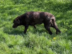 Found/Stray Female Dog last seen Eden Crescent , Delta, BC V4L