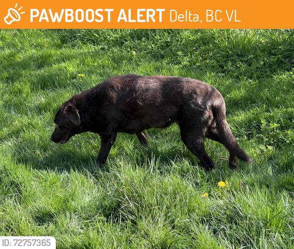 Found/Stray Female Dog last seen Eden Crescent , Delta, BC V4L