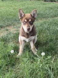 Found/Stray Male Dog last seen Highland & arrowhead, San Bernardino, CA 92404
