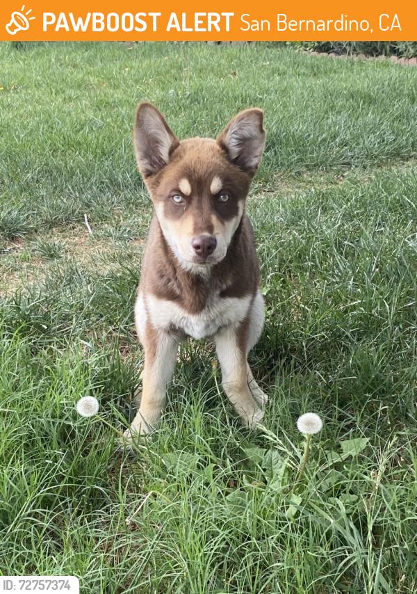 Found/Stray Male Dog last seen Highland & arrowhead, San Bernardino, CA 92404