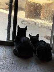 Lost Male Cat last seen Orange and Altamonte Bay club cr, Altamonte Springs, FL 32701