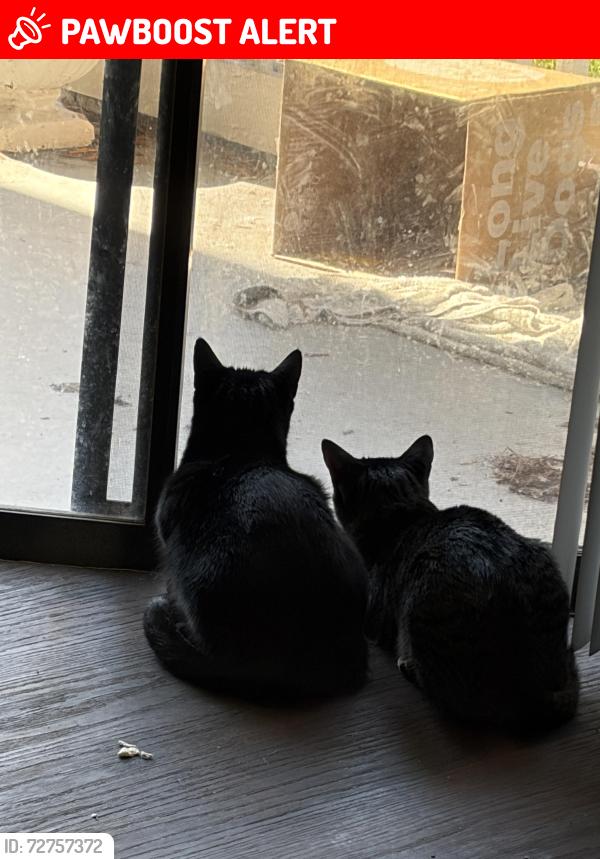 Lost Male Cat last seen Orange and Altamonte Bay club cr, Altamonte Springs, FL 32701