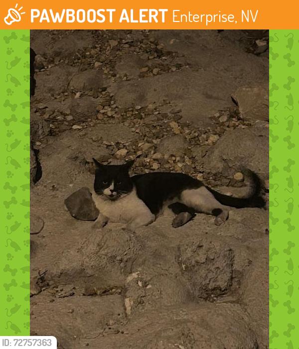 Found/Stray Unknown Cat last seen between Buffalo and Cimmaron on the walking path, Enterprise, NV 89178