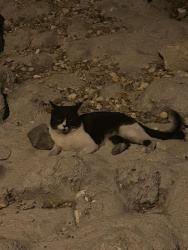 Found/Stray Unknown Cat last seen between Buffalo and Cimmaron on the walking path, Enterprise, NV 89178
