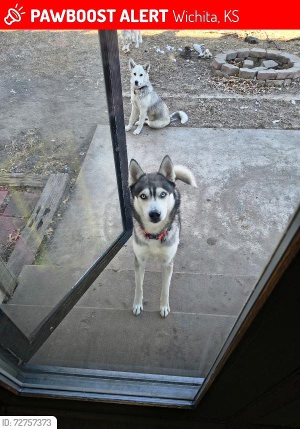 Lost Male Dog last seen Harry st. Cranbrook , Wichita, KS 67207
