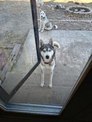 Lost Male Dog last seen Harry st. Cranbrook , Wichita, KS 67207