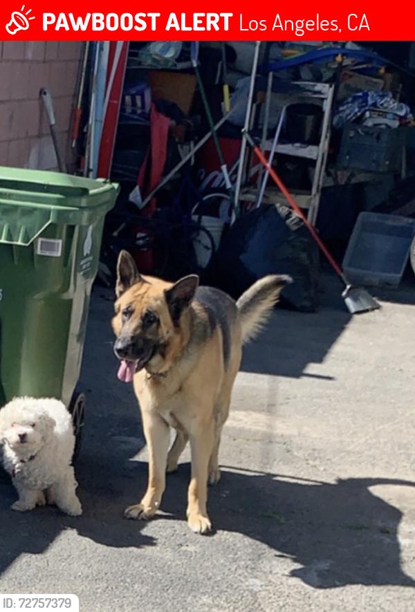 Lost Male Dog last seen San Fernando & Osborne , Los Angeles, CA 91331
