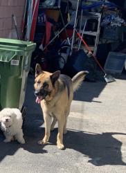 Lost Male Dog last seen San Fernando & Osborne , Los Angeles, CA 91331