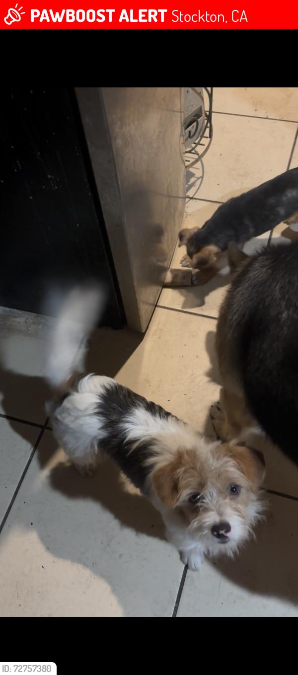 Lost Male Dog last seen Sierra Nevada st , Stockton, CA 95205