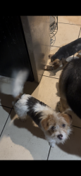 Lost Male Dog last seen Sierra Nevada st , Stockton, CA 95205
