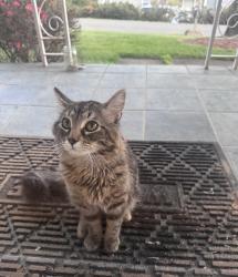 Found/Stray Male Cat last seen Pet co, Asheville, NC 28806