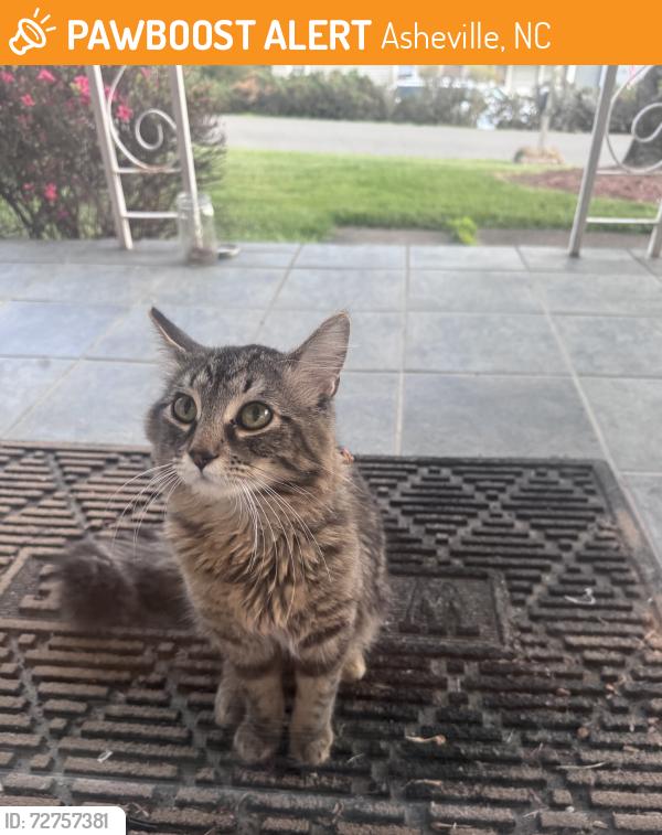 Found/Stray Male Cat last seen Pet co, Asheville, NC 28806