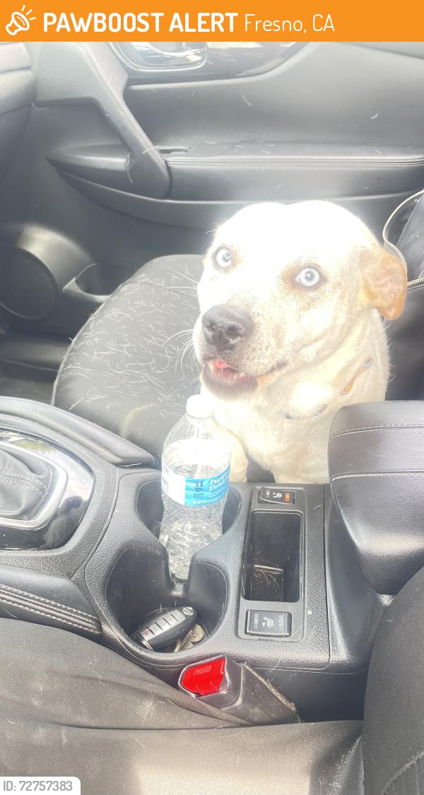 Found/Stray Male Dog last seen Bullard and Fruit, Fresno, CA 93722