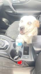 Found/Stray Male Dog last seen Bullard and Fruit, Fresno, CA 93722