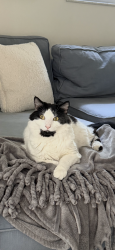 Lost Male Cat last seen County Line Road and Riverside Drive, Jupiter, FL 33469