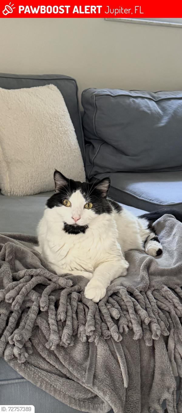 Lost Male Cat last seen County Line Road and Riverside Drive, Jupiter, FL 33469