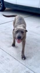 Found/Stray Female Dog last seen Amethyst Rd and Hook , Victorville, CA 92394