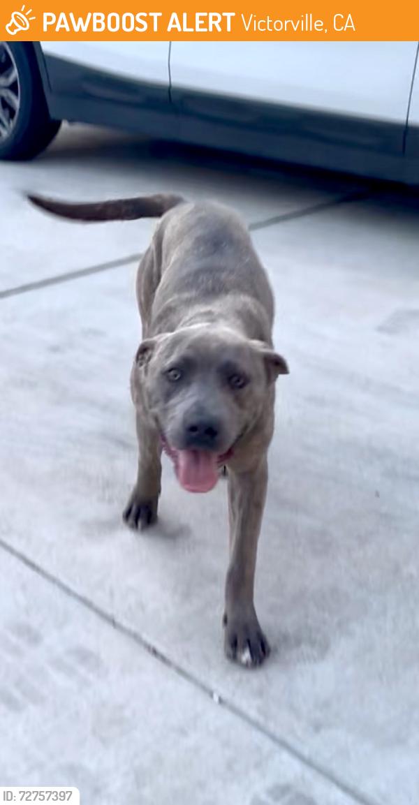 Found/Stray Female Dog last seen Amethyst Rd and Hook , Victorville, CA 92394