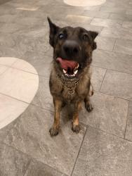 Found/Stray Male Dog last seen Northgate Crossing, Spring, TX 77373