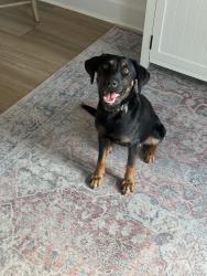 Lost Female Dog last seen Collier rd, Wade, NC 28395