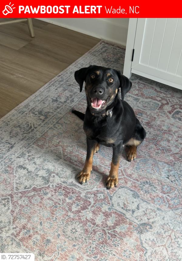 Lost Female Dog last seen Collier rd, Wade, NC 28395