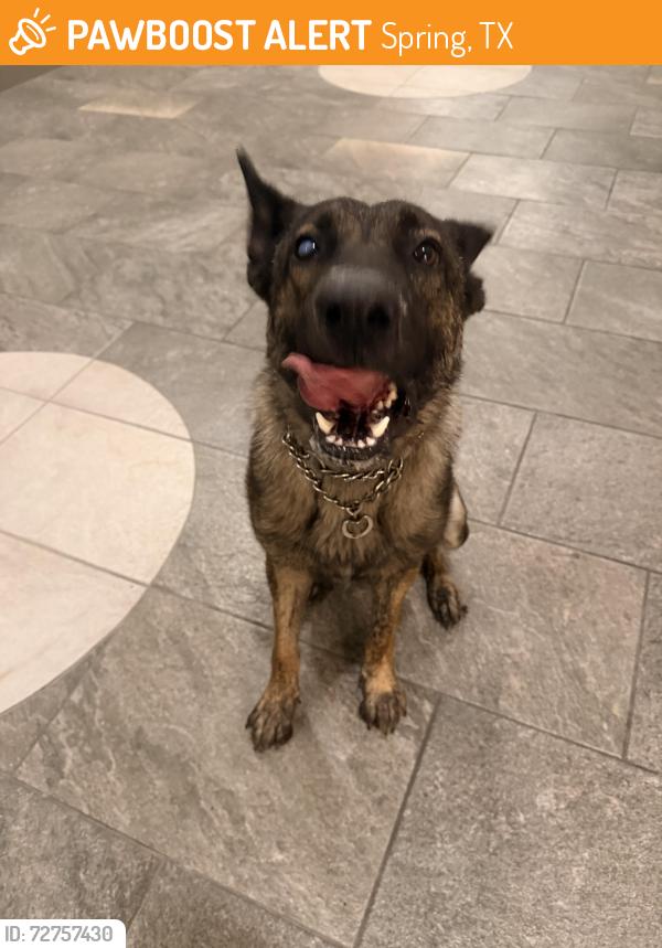 Found/Stray Male Dog last seen Northgate Crossing, Spring, TX 77373