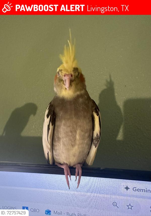 Lost Female Bird last seen indian springs mailboxes, Livingston, TX 77351