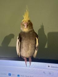 Lost Female Bird last seen indian springs mailboxes, Livingston, TX 77351