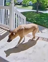 Lost Unknown Dog last seen Gretchen , Greensboro, NC 27410